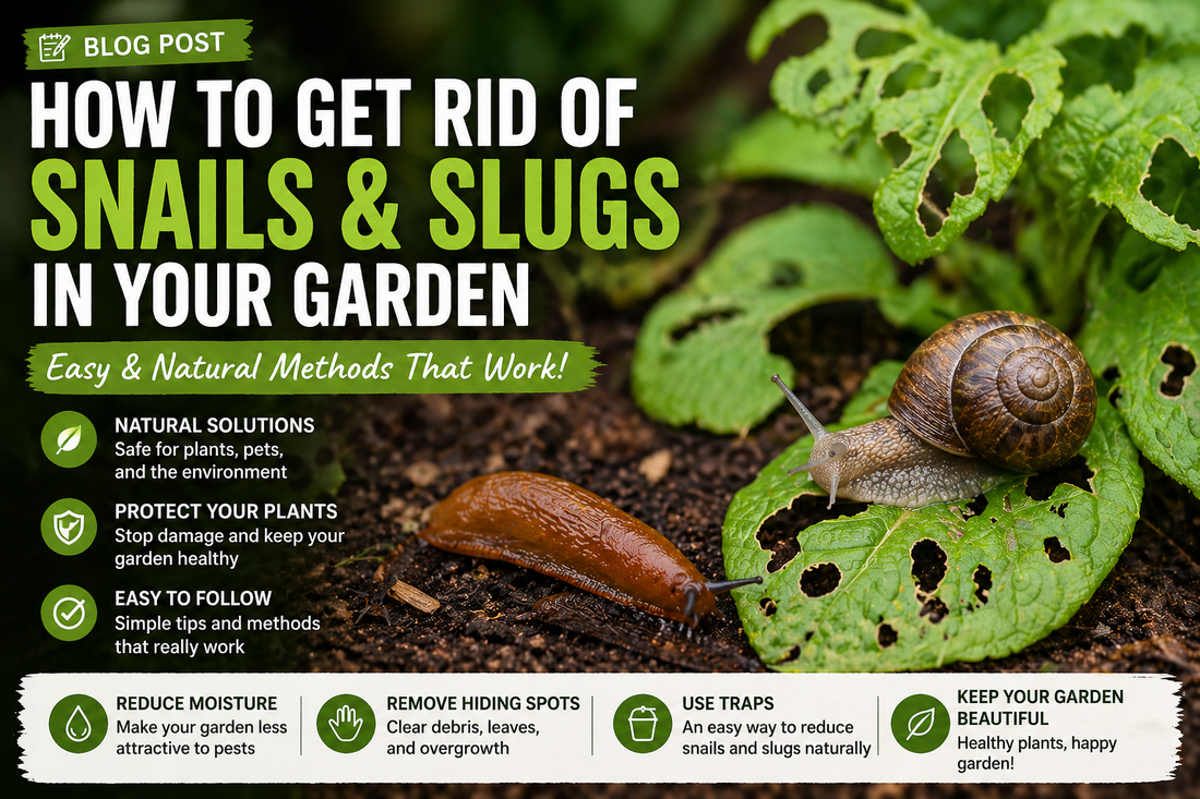 How to Get Rid of Snails and Slugs in Your Garden (Easy & Natural Methods)