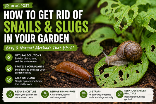 How to Get Rid of Snails and Slugs in Your Garden (Easy & Natural Methods)